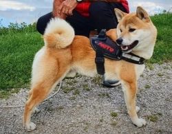 picture of dog