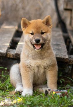 picture of dog
