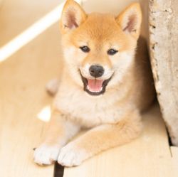 picture of dog