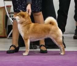 picture of dog