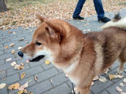 picture of dog