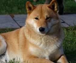 picture of dog