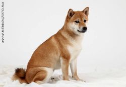 picture of dog