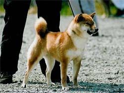 picture of dog