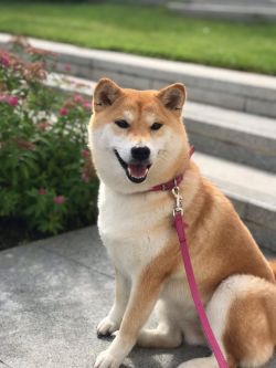 picture of dog