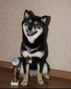 picture of dog