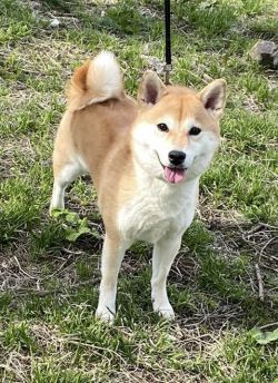 picture of dog