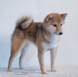 picture of dog