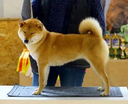 picture of dog