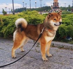 picture of dog