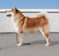 picture of dog