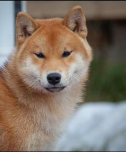 picture of dog