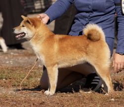 picture of dog