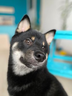 picture of dog