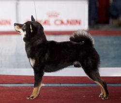 picture of dog