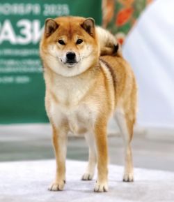 picture of dog