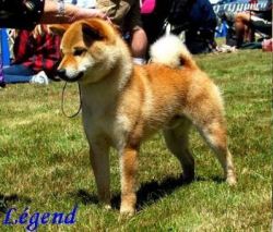 picture of dog