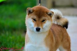 picture of dog
