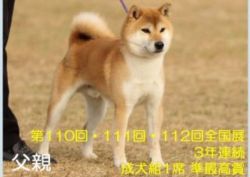 picture of dog