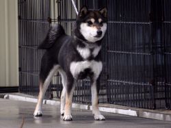 picture of dog