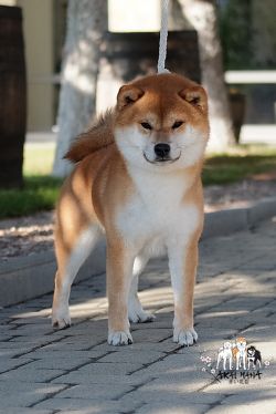 picture of dog