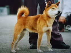 picture of dog