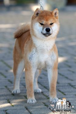 picture of dog