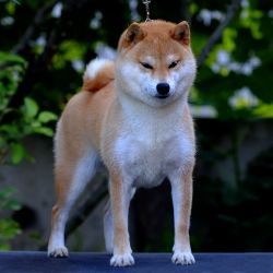 picture of dog