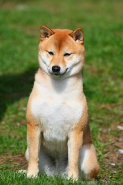 picture of dog