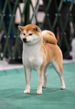picture of dog