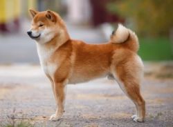 picture of dog