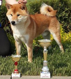 picture of dog