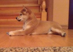 picture of dog