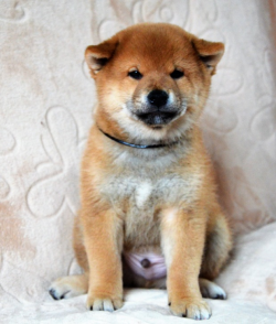 picture of dog