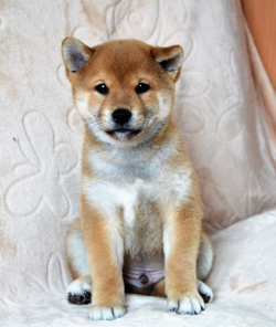 picture of dog