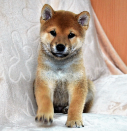 picture of dog