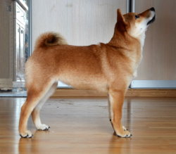 picture of dog