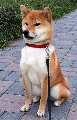 picture of dog
