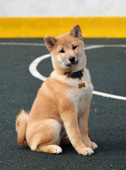 picture of dog