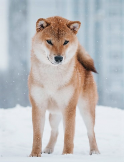 picture of dog