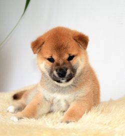 picture of dog