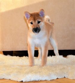 picture of dog