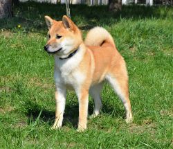 picture of dog