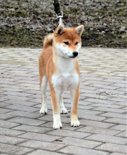 picture of dog