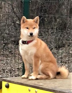 picture of dog