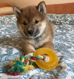 picture of dog