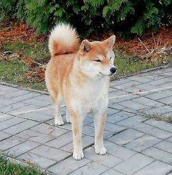 picture of dog