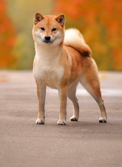 picture of dog
