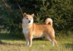 picture of dog