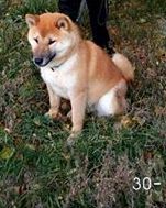 picture of dog